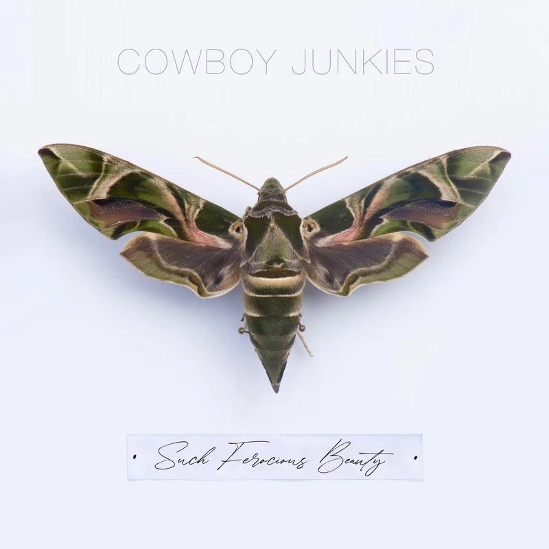hundredrecords2619948